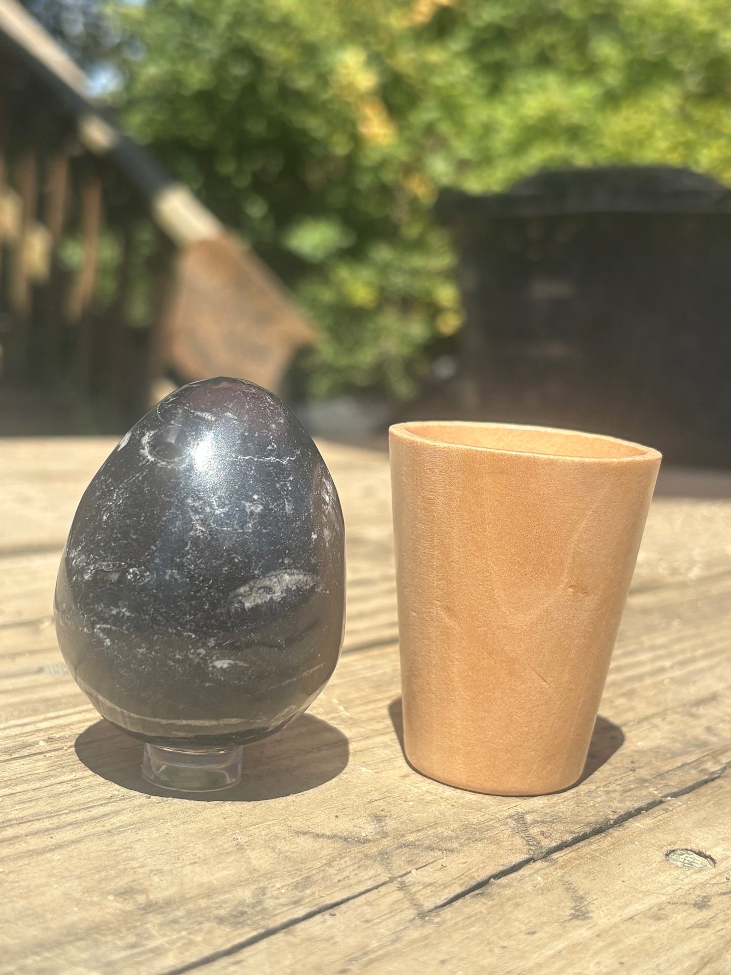 Orthoceras Fossil Egg