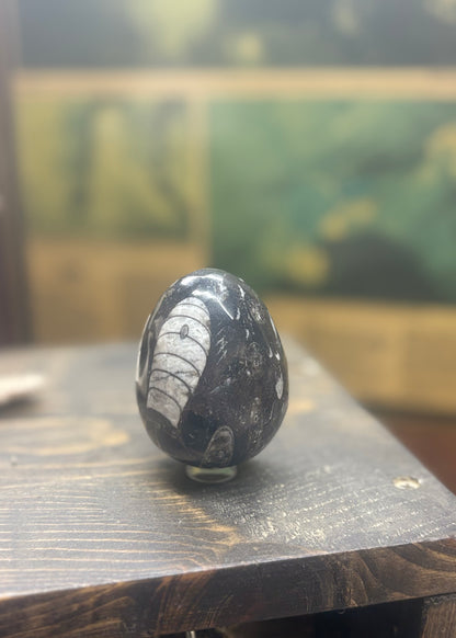 Orthoceras Fossil Egg