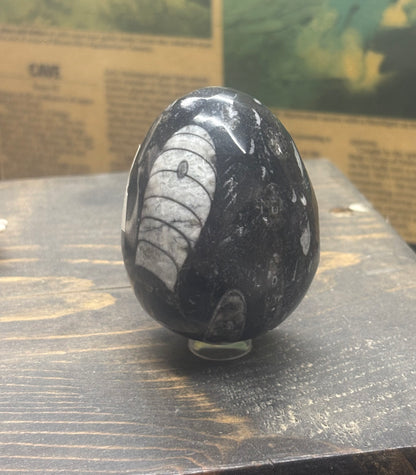 Orthoceras Fossil Egg