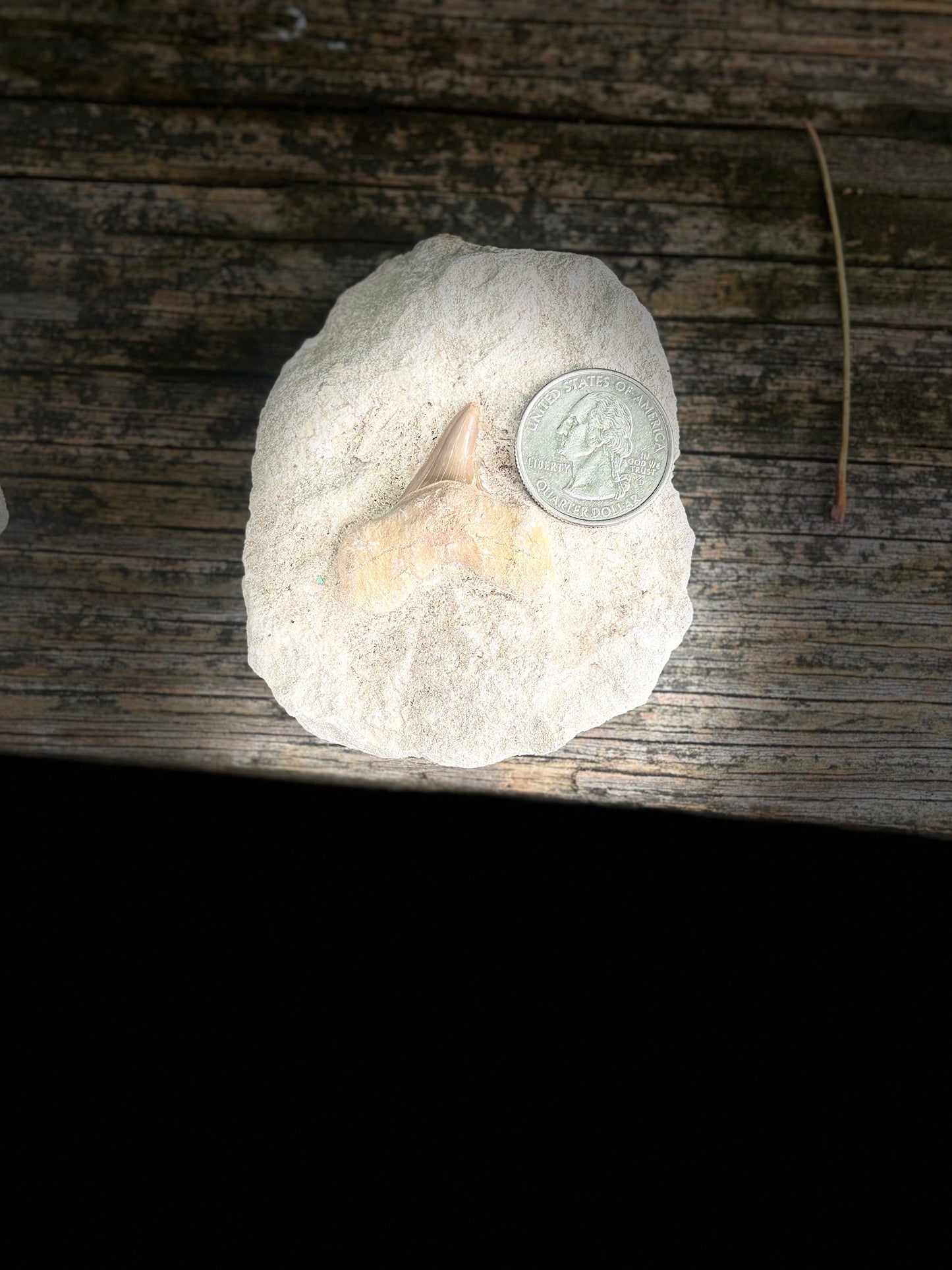 Fossilized Shark Tooth