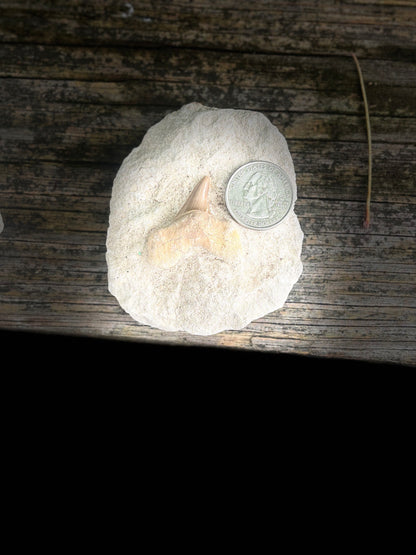 Fossilized Shark Tooth