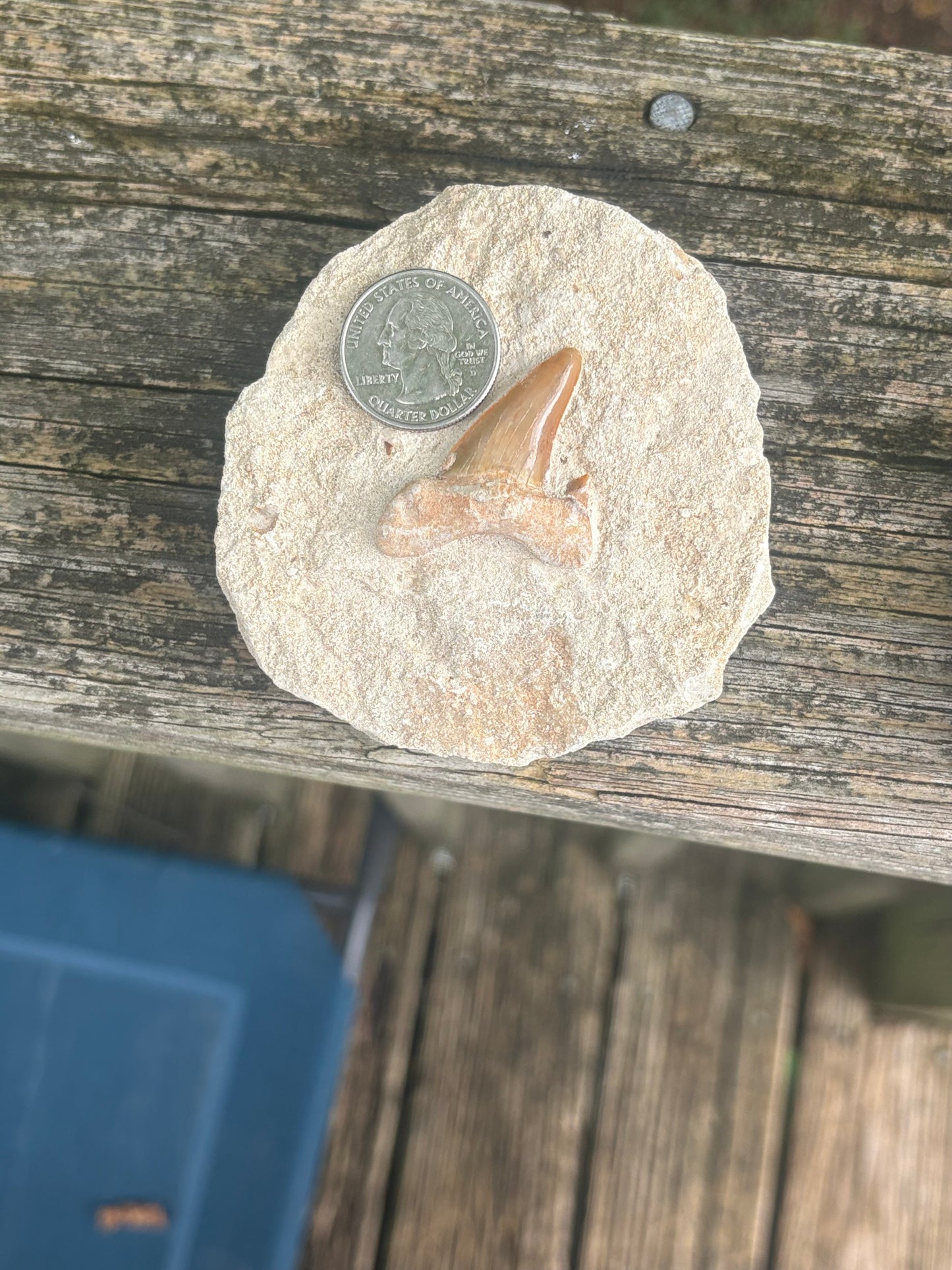 Fossilized Shark Tooth