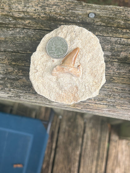 Fossilized Shark Tooth